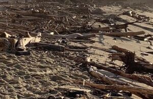 Alghero: cittadini possono prelevare il legname depositato sulle coste legname coste