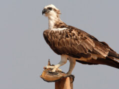 Dopo mezzo secolo, in Sardegna nidifica il falco pescatore