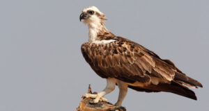 Dopo mezzo secolo, in Sardegna nidifica il falco pescatore