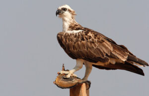 Dopo mezzo secolo, in Sardegna nidifica il falco pescatore