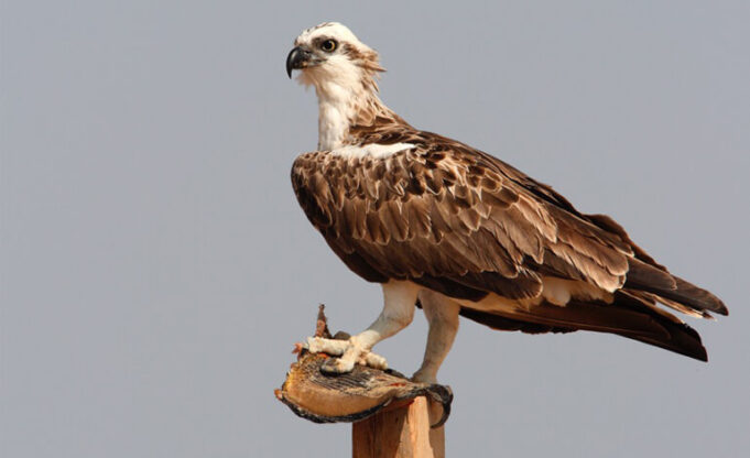 Dopo mezzo secolo, in Sardegna nidifica il falco pescatore