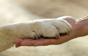 Cagliari: nominato il Garante del Comune per la tutela degli animali