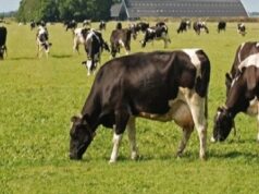 Regione | Otto milioni per sostenere il settore bovino da carne