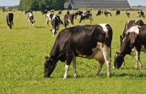 Allevamento, tubercolosi bovina: via blocco movimentazione capi