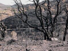 Appello del web al Governo: gli incendi vanno puniti come atti terroristici