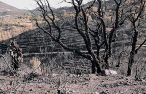 Estate di incendi in Sardegna: a chi conviene che l’isola prenda fuoco?