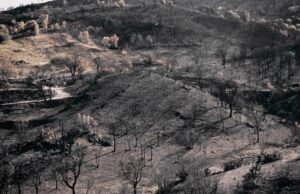 Regione: approvato piano di prevenzione e lotta contro incendi boschivi