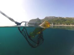 Puliamo la Sella: volontari in campo per salvare le tartarughe marine