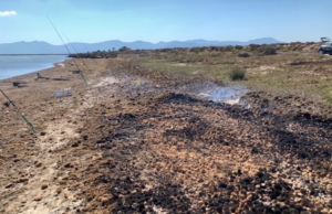 Giorgino, posidonia a fuoco: ambientalisti chiedono bonifica dell’area