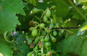 Agricoltura, Coldiretti: “Grandine si è abbattuta sulla viticoltura”