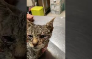 Nuovi modi di abbandonare gatti malconci, il video denuncia della Clinica Veterinaria Duemari
