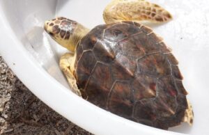 Villasimius: liberata Caretta Caretta recuperata un anno e mezzo fa