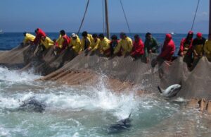 Brexit e quote tonno, Cappellacci (Fi): “Rischio conseguenze drammatiche”