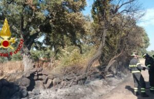 Incendi: diversi i roghi nell’Oristanese, sul posto i Vigili del fuoco