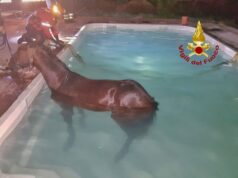 Oristano, cavallo cade in una piscina: salvato dai vigili del fuoco