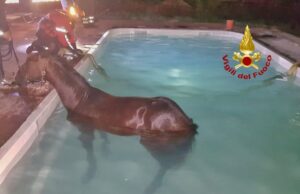 Oristano, cavallo cade in una piscina: salvato dai vigili del fuoco