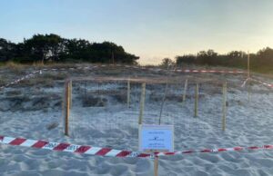 Ogliastra, Caretta caretta sceglie lido di Cea per deporre le sue uova