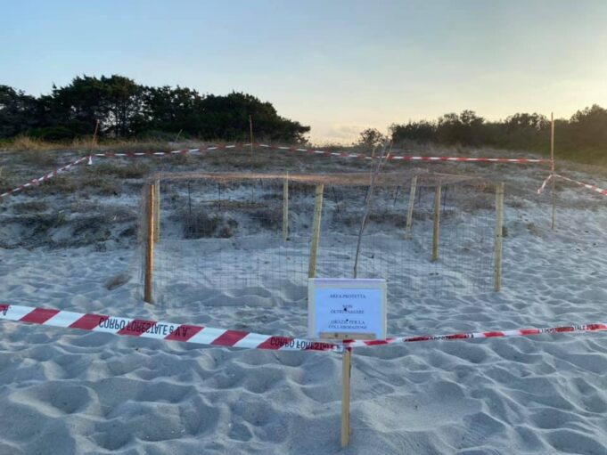Ogliastra, Caretta caretta sceglie lido di Cea per deporre le sue uova