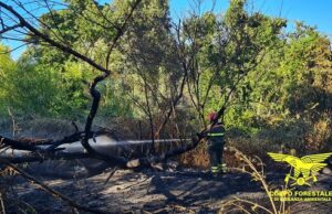 Incendi, Coldiretti Nord Sardegna: diecimila euro a ettaro il danno per la collettività