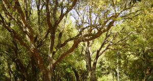 “Serviranno quindici anni per ripristinare boschi e attività umane”