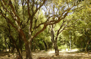 “Serviranno quindici anni per ripristinare boschi e attività umane”