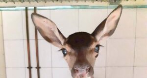 Una giovane cerbiatta diventa il simbolo del Montiferru che vuole resistere