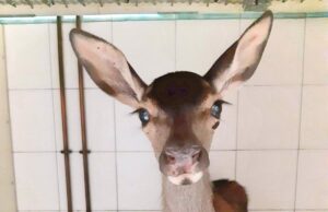 Una giovane cerbiatta diventa il simbolo del Montiferru che vuole resistere