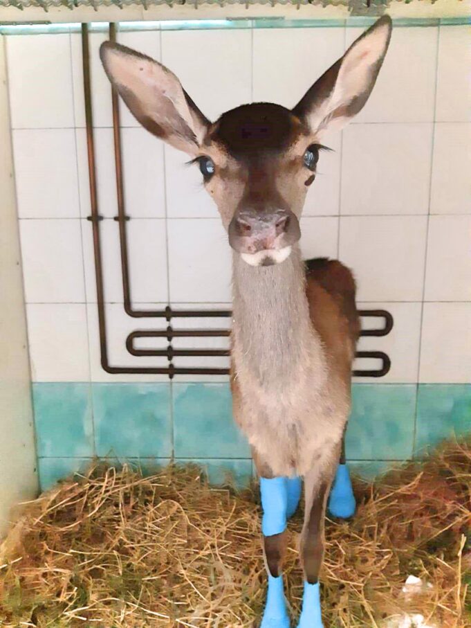 Una giovane cerbiatta diventa il simbolo del Montiferru che vuole resistere