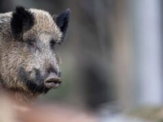 Regione, ass. Murgia: “Attuare piani di abbattimento e controllo cinghiali”