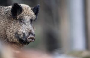 Caccia ai cinghiali, Oipa: “Più ne abbatti, più si moltiplicano”