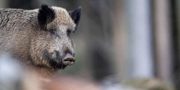 Regione, ass. Murgia: “Attuare piani di abbattimento e controllo cinghiali”