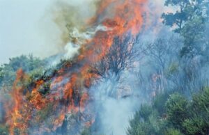 Montiferru, sopravvive solo la vegetazione dominante