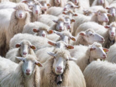 Nuovi focolai di “lingua blu” in Sardegna, migliaia di capi contagiati