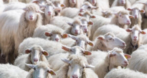 Blue tongue, Vallascas: “Il vaccino è efficace, ma mancano dosi a sufficienza”