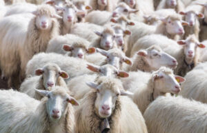 Boom macellazioni di ovini, Piana (Csa): “Entro 5 anni latte insufficiente”