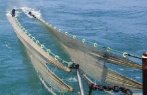 Golfo Aranci, sequestrate reti a strascico fuori norma