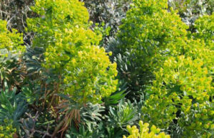 Il Riepilogo annuale aerobiologico 2020 della Sardegna