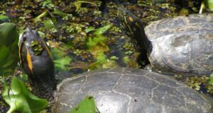 Budoni, la Forestale cattura tre pericolose tartarughe palustri americane