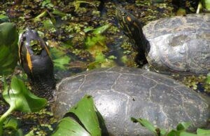 Budoni, la Forestale cattura tre pericolose tartarughe palustri americane