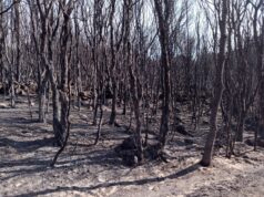 Incendi, Coldiretti Sardegna: agricoltori e allevatori a tutela dei boschi sardi