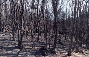 Incendi, Coldiretti Sardegna: agricoltori e allevatori a tutela dei boschi sardi