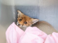 Appello degli animalisti sardi a Solinas: cancellare la prossima stagione venatoria