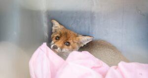 Appello degli animalisti sardi a Solinas: cancellare la prossima stagione venatoria