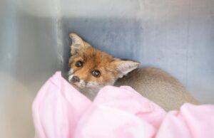 Appello degli animalisti sardi a Solinas: cancellare la prossima stagione venatoria