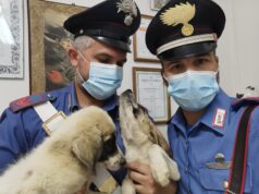 Cagnolini incatenati ai pali della vigna: denunciato un pensionato di Mandas
