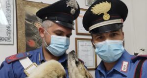 Cagnolini incatenati ai pali della vigna: denunciato un pensionato di Mandas