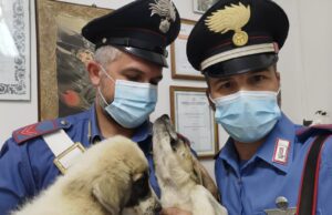 Cagnolini incatenati ai pali della vigna: denunciato un pensionato di Mandas