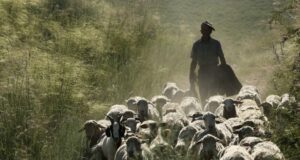 Transumanza: un progetto Ue valorizza gli antichi percorsi dei pastori sardi