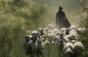Transumanza: un progetto Ue valorizza gli antichi percorsi dei pastori sardi