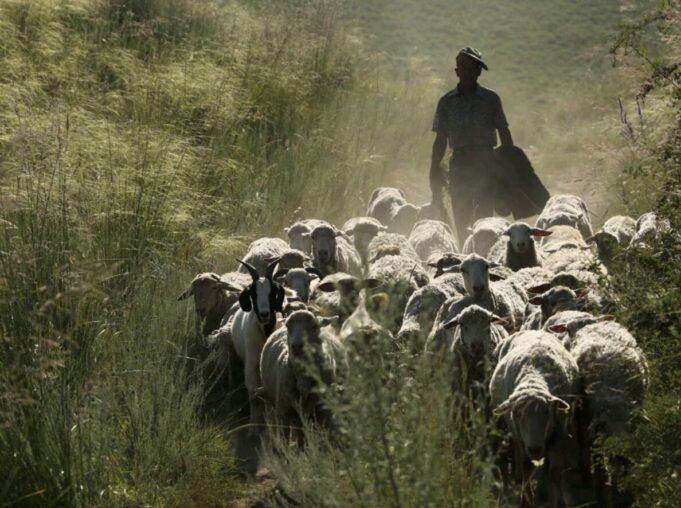 Transumanza: un progetto Ue valorizza gli antichi percorsi dei pastori sardi